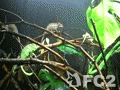 動画:シャワー浴び中のカメレオン達^^