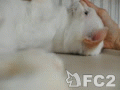 動画:iidate cats